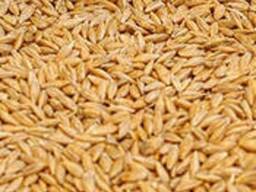 Продам зерно- ячмень,пшеница,овес,кукуруза в наличии