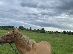 Продам ЖЕРЕБЕНКА