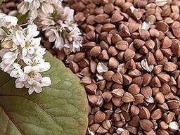 Продаю семена гречихи сорта "Влада"