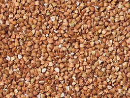 Продаю семена гречихи сорта "Влада"