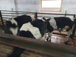 Продаются бычки КРС до 250 кг и выше - фото 3
