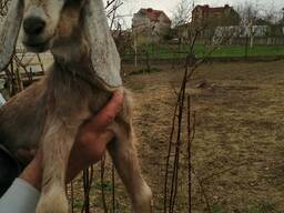Продаются козлята англо-нубийской породы