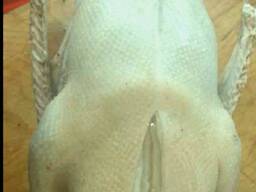 Продажа Домашнего Гуся!