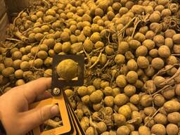 Продажа картофеля навалом