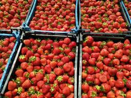 Продажа клубники оптом