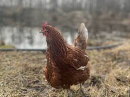 Продажа кур несушек