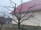 Профессиональная обрезка плодовых деревьев - фото 3