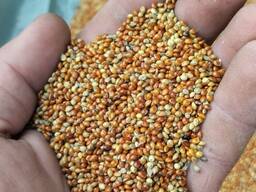 Кукурузу куплю