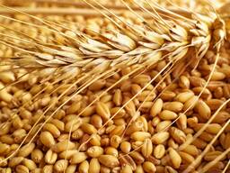 Пшеница