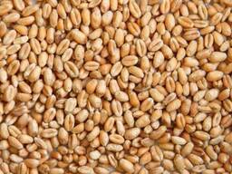 Пшеница