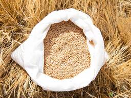 Пшеница фуражная в розницу с доставкой или самовывозом