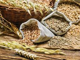 Продам зерно фуражное, пшеница и ячмень