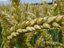 Семена пшеницы озимой Фигура, Эмиль, Мроя, Этана, Аспект, Р-2, суперэлита, элита, РС-1