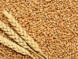 Семена озимой пшеницы "СКАГЕН" Элита