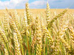 Пшеница яровая Монета Элита, РС-1