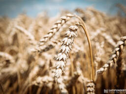Пшеницу, кукурузу фуражную дорого урожай этого года