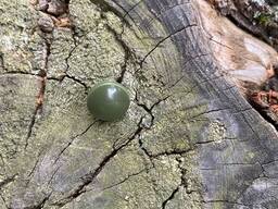 Пуговицы на ножке