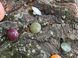 Пуговицы на ножке ТХС