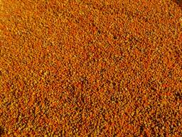 Пыльца пчелиная оптом