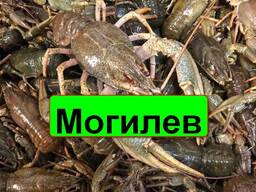 Раки живые