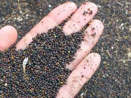 Рапс, пшеница, ячмень, третикале