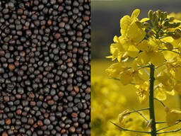 Рапс урожай 2021г.