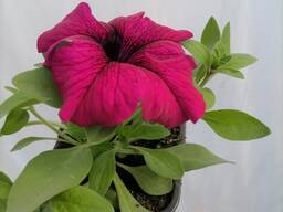 Рассада петунии, бегонии, и многое другое