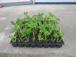 Рассада ранней клубники "Альба"