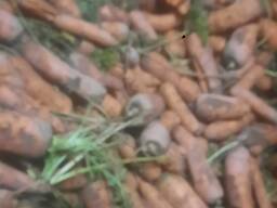 Растениеводство