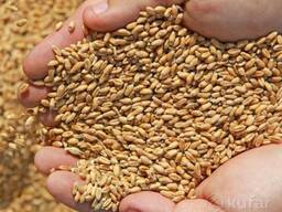 Реализация зерна ржи и ячменя