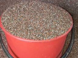 Редька масличная