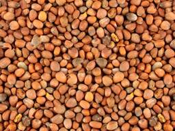 Редька масличная 1 репродукция