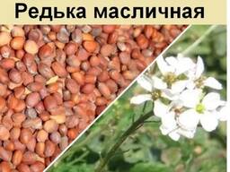 Редька масличная
