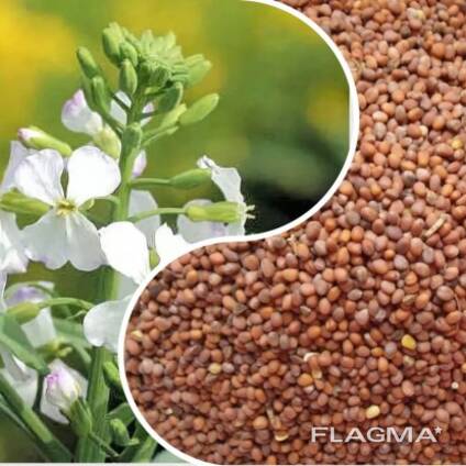 Редька масличная