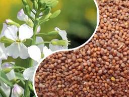 Редька масличная