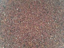 Редька масличная