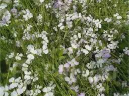 Редька масличная "Сабина, Ника" Рс-1, РС-2