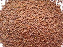 Редька масличная. Семена.