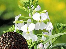 Редька масличная сидератная