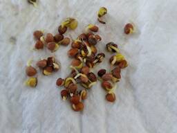 Редька маслянистая.