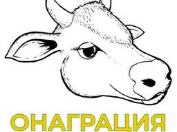 Обрезка копыт у КРС