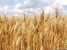 Рожь фуражная/продовольственная