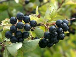 Рябина черноплодная (арония)