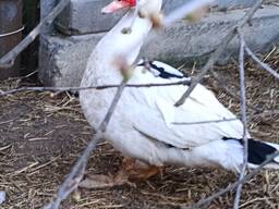 Самцы мускусных уток