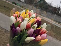 Самые свежие тюльпаны в розницу и оптом в Минске к 8 марта