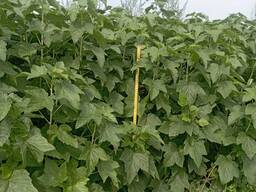 Саженцы чёрной смородины