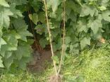 Саженцы чёрной смородины - фото 2