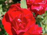 Розы корнесобственные из питомника.