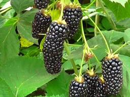 Саженцы ежевики канадской