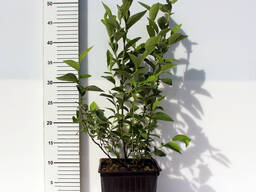 Саженцы голубики